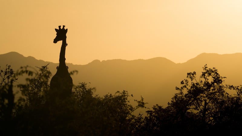 Safari in Serengeti